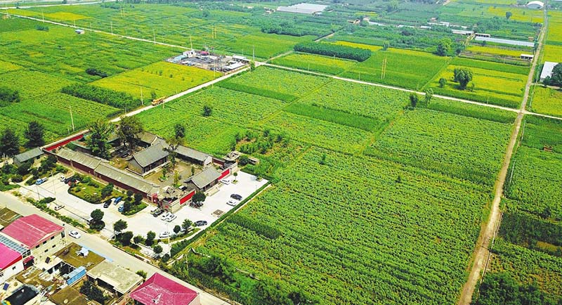 田園變公園村莊變景區(qū)省城晉源區(qū)王郭村1500畝葵花進(jìn)入盛花期，百萬朵葵花悉數(shù)怒放，吸引了大批游客慕名前來。【詳細(xì)】